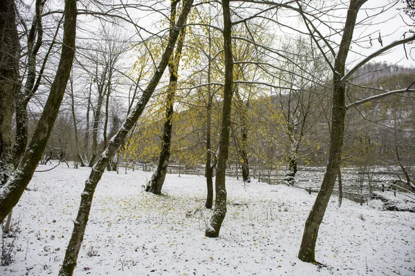 Arbres Hiver Dans Les Montagnes Couvertes Neige Fraîche Feuilles Automne — Photo