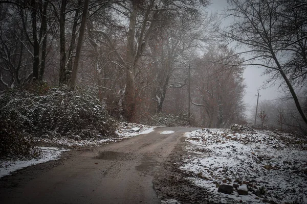 Dağlardaki kış ağaçları taze karla kaplıdır. Ağaç dallarının karla kaplı olduğu güzel bir manzara. Kafkasya 'daki dağ yolunda. Azerbaycan