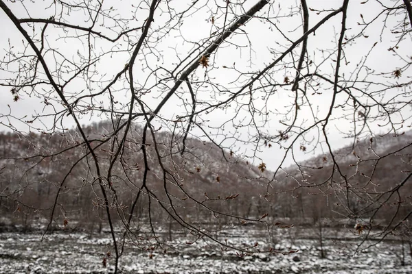 Vinterträd Berg Täckta Med Nysnö Vackert Landskap Med Grenar Träd — Stockfoto