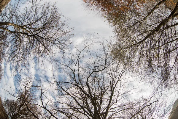 Herbstbäume Wald Ansicht Von Oben Nach Unten Aserbaidschanische Natur — Stockfoto