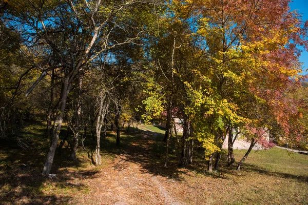 Amazing View Colorful Autumn Forest Beautiful Trees Fall Season Azerbaijan — Stock Photo, Image