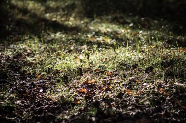 Bir Azerbaycan Macerasına Gemicilik: Sonbahar Yaprakları Arasında Bir Kış Ormanında Yolculuk, Batan Güneşin Parlaklığında Banyo