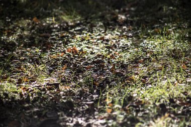 Bir Azerbaycan Macerasına Gemicilik: Sonbahar Yaprakları Arasında Bir Kış Ormanında Yolculuk, Batan Güneşin Parlaklığında Banyo
