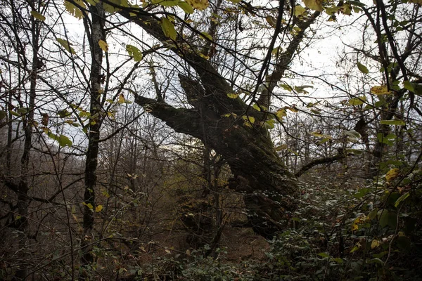 Bir Azerbaycan Macerasına Gemicilik: Sonbahar Yaprakları Arasında Bir Kış Ormanında Yolculuk, Batan Güneşin Parlaklığında Banyo