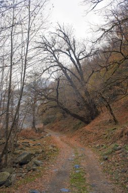 Bir Azerbaycan Macerasına Gemicilik: Sonbahar Yaprakları Arasında Bir Kış Ormanında Yolculuk, Batan Güneşin Parlaklığında Banyo