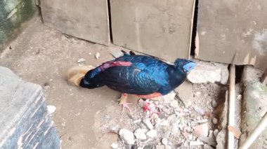 Canlı mavi tüylü ve kırmızı yüzlü bir erkek armalı (Lophura ignita) yerde yiyecek arar.