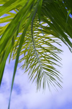 Gökyüzüne uzanan yemyeşil palmiye yapraklarının detaylı görüntüsü narin yapılarını ve canlı yeşil renklerini gözler önüne seriyor.