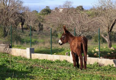 Yalnız kahverengi bir eşek yemyeşil bir tarlada duruyor, kameradan uzağa bakıyor, bir tel çit ve onu arkaplandan ayıran taş bir duvarla.
