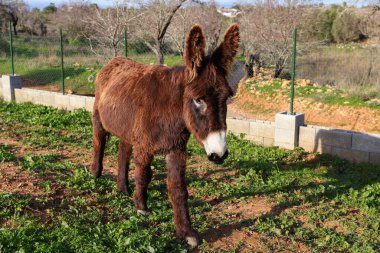Bu sevimli eşek, kendine özgü beyaz ağızlık ve uzun tüylü kulaklarıyla doğrudan kameraya bakıyor. Yeşil çimenler ve arka planda bir çitle doğal bir ortamda duruyor.