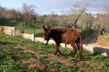 Beyaz ağızlık ile yalnız bir kahverengi eşek kırsal bir alanda otlar, seyrek bitki örtüsü ve tel çitle çevrili