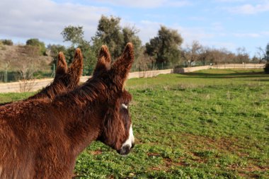 Uzun kulaklı iki kahverengi eşeğin yakın çekim görüntüsü. Güneşe bakan yeşil bir alanda dağınık ağaçlar ve taş bir duvar.