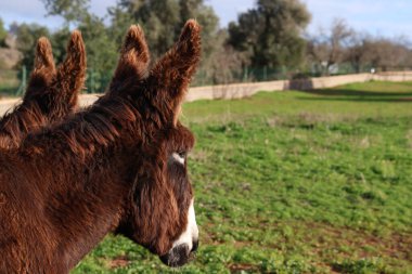 Uzun kulaklı, kabarık kahverengi eşeklerin, arka planda ağaçlar olan yeşil bir çayıra baktığı yakın profil görüntüsü.