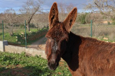 Tüylü kahverengi bir eşek çimenli bir tarlada dikiliyor ve arka planda ağaçlar var, büyük kulaklarıyla kameraya bakıyor.