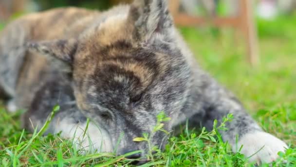 Japon Tüylü Köpeği Çimlerin Üzerinde Yatıyor — Stok video