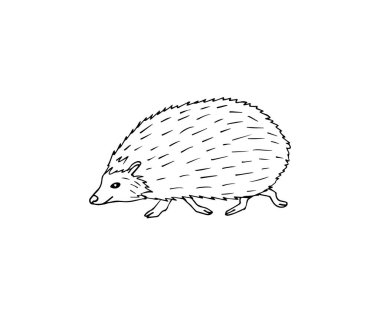 Vektör el çizimi çizimi. Kirpi beyaz arka planda izole edilmiş.