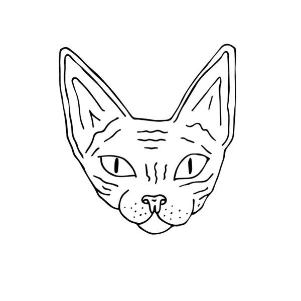 Vektor Tangan Menggambar Sketsa Corat Coret Sphynx Wajah Kucing Terisolasi - Stok Vektor