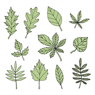Yeşil el çizilmiş çizim yapraklarından oluşan vektör demeti beyaz arkaplanda izole edilmiş