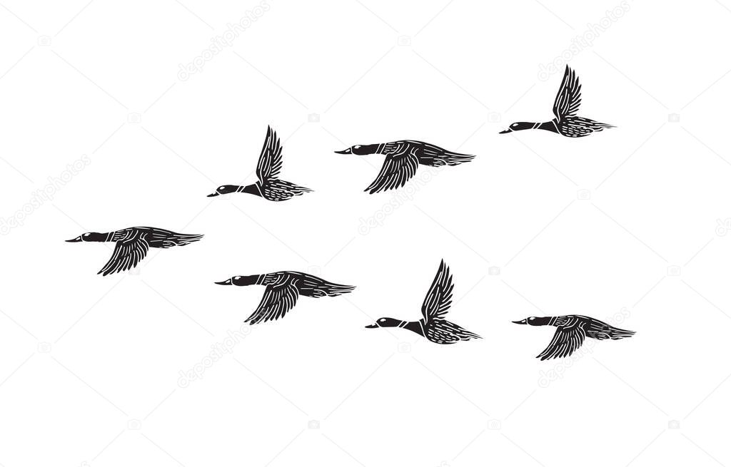 Vector hand drawn doodle sketch black flock of flying duck isolated on white background