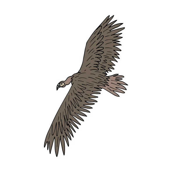 矢量手绘涂鸦素描彩色飞狮秃鹫鸟分离于白色背景 — 图库矢量图片