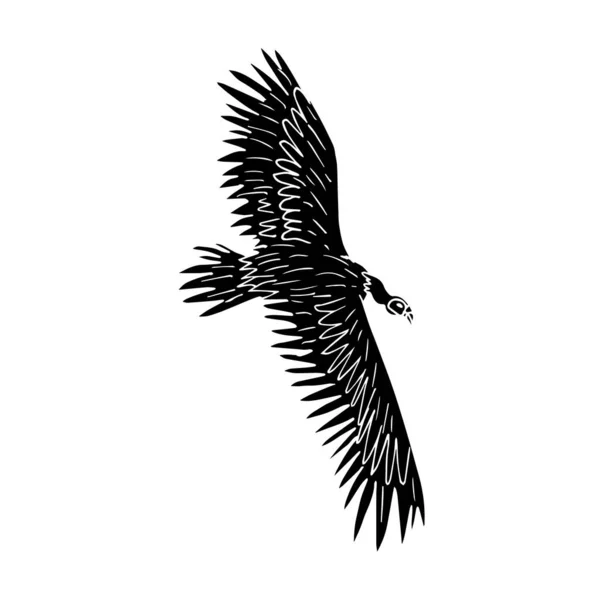 Vecteur Croquis Dessiné Main Noir Oiseau Vautour Griffon Volant Isolé — Image vectorielle