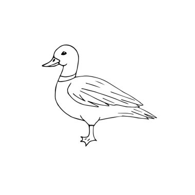 Vektör el çizimi çizimi ördek beyaz arkaplanda izole