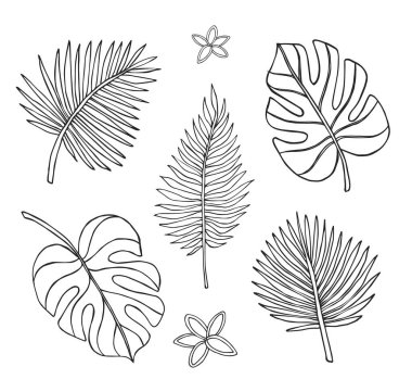 Vektör el çizimi bohça çizim palmiye ve canavar yaprağı beyaz arkaplan izole