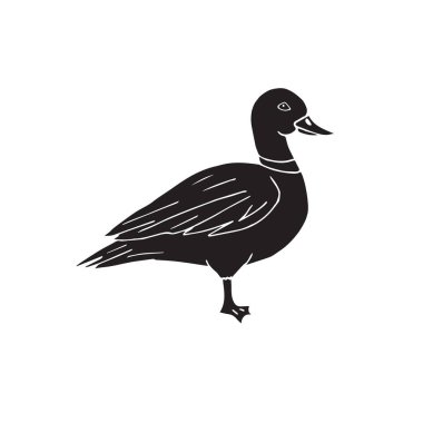 Siyah ördeğin vektör çizimi 