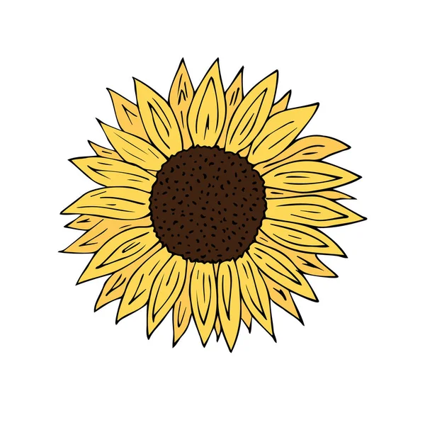 Sunflower Vector Illustration Background — Stock Vector