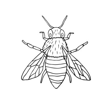 Vektör el çizimi karalama arısı beyaz arkaplanda izole edildi