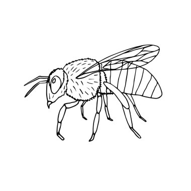 Vektör el çizimi çizim arısı