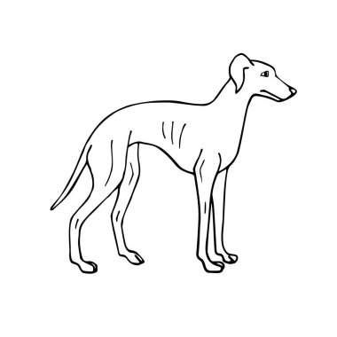 Vektör eli çizilmiş İtalyan tazı köpeği