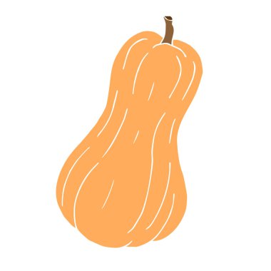 Vektör renkli el çizimi çizimi kabak kabağı beyaz arkaplanda izole