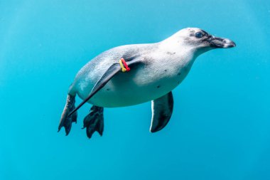 Wroclaw, Polonya - 2 Haziran 2018: Penguen akvaryumda yüzüyor, Wroclaw hayvanat bahçesi, Polonya. Penguen suyun altında.