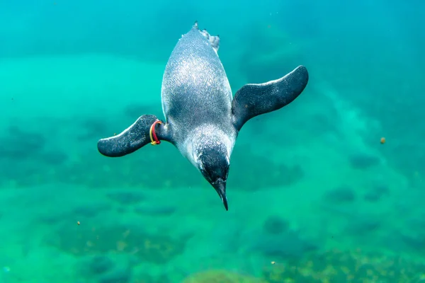 Wroclaw Polen Juni 2018 Pinguïn Zwemt Onder Water Het Aquarium — Stockfoto
