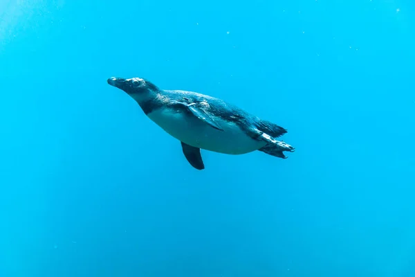 Wroclaw Polen Juni 2018 Pinguïn Zwemt Onder Water Het Aquarium — Stockfoto