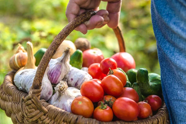 庭は野菜を生産し バイオフード付きの農家 かごの中の新鮮な野菜 — ストック写真