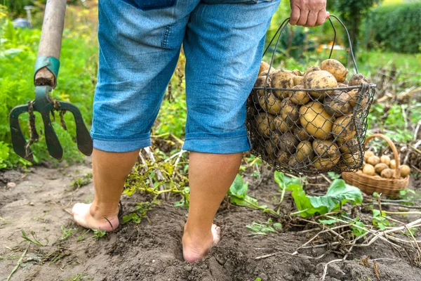 Cultivo Vegetal Biológico Colheita Batata Orgânica Campo Agricultor Cavando Batatas — Fotografia de Stock