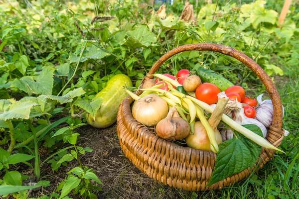 バイオフード 庭は野菜を生産し収穫します かごの中の新鮮な野菜 — ストック写真