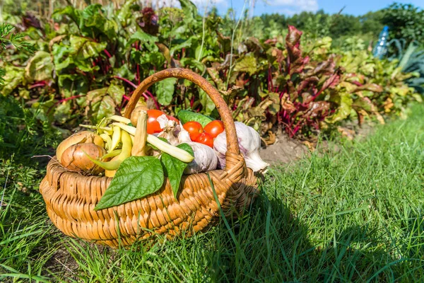 Bio food. Garden produce and harvested vegetable. Fresh farm vegetables in the basket.