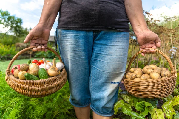 Prodotti Dell Orto Ortaggi Raccolti Agricoltore Con Alimenti Biologici Ortaggi — Foto Stock