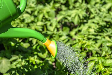 Bahçede bir su bidonuyla çiftçi su bitkileri. Biyo organik bahçe konsepti.