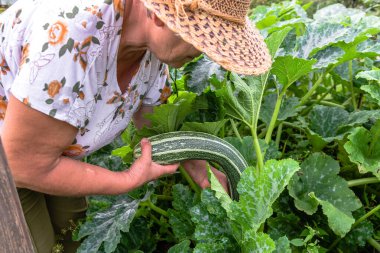 Tarlada kabak toplayan çiftçi. Bahçede organik sebzeler hasat ediliyor, organik tarım konsepti..