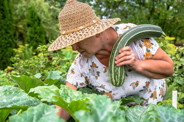 庭でズッキーニを収穫する 収穫した野菜や有機農業の概念を持つ農家 — ストック写真
