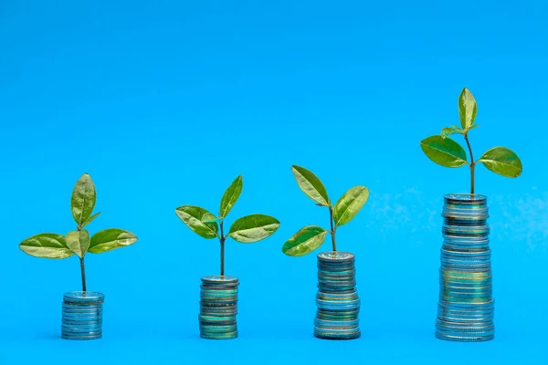 Plant on coins. Saving money. Growing money in stack. Financial growth, home budget, saving, business, currency, banking and economic strategy concept.