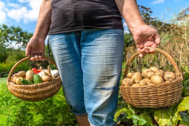 Sepetinde sebze olan çiftçi. Bahçede taze hasat edilmiş ürünler. Taze sebze, organik tarım kavramı..
