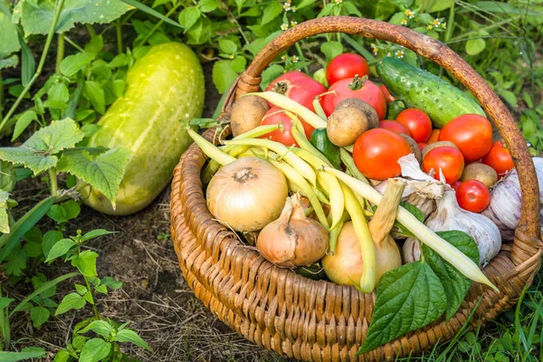 Verschiedenes Gemüse Korb Frisch Geerntete Produkte Garten Bauernhof Frisches Gemüse — Stockfoto