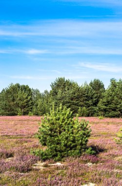Kenevir tarlasında çam ağacı. Arka planda çam ormanı.