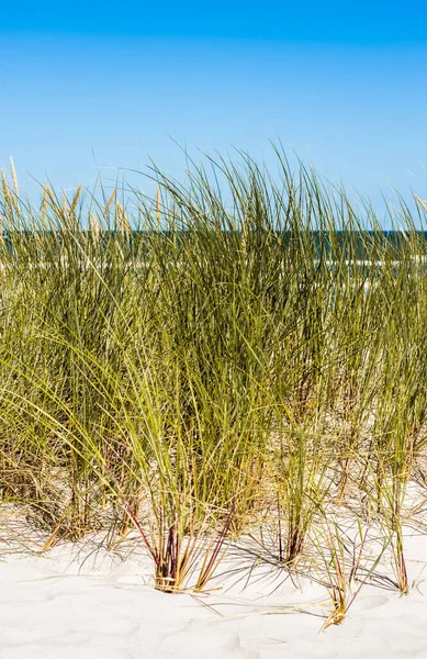 海边的沙丘和草地景观 夏日的蓝天 波兰人的利巴海 波罗的海 大自然的背景 — 图库照片