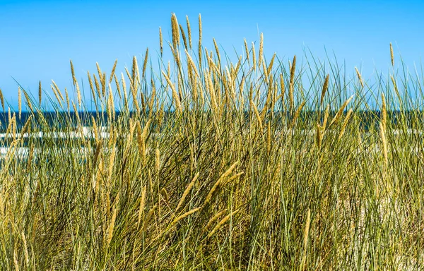 Uitzicht Zee Door Gras Vanaf Zandduinen Zomer Blauwe Lucht Natuur — Stockfoto