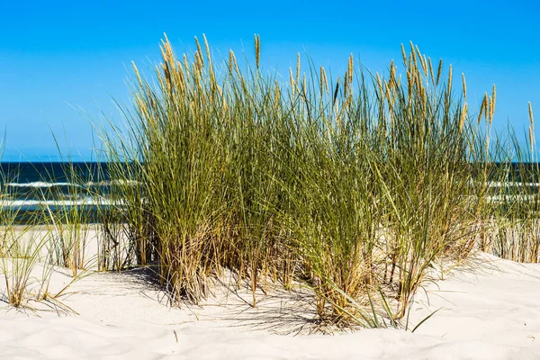 夏の青空 レバノン バルト海 ポーランド 自然背景による砂丘と草の風景 — ストック写真